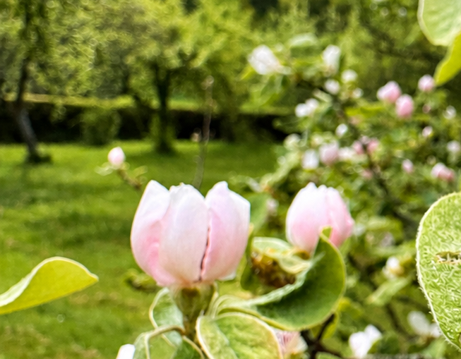 Quittenbaum Zarte, rosafarbene Blüten in einem grünen Garten mit Bäumen im Hintergrund.