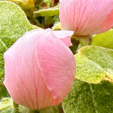 Quittenbaum Rosafarbene Knospen mit grünen Blättern im Hintergrund.