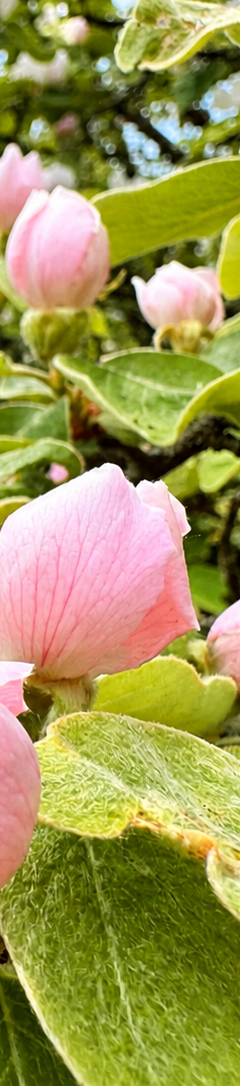 Quittenbaum Pink Knospen auf grünen Blättern, umgeben von einem klaren blauen Himmel.